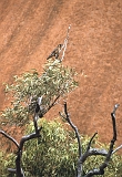 700_Bruine valk bij Uluru